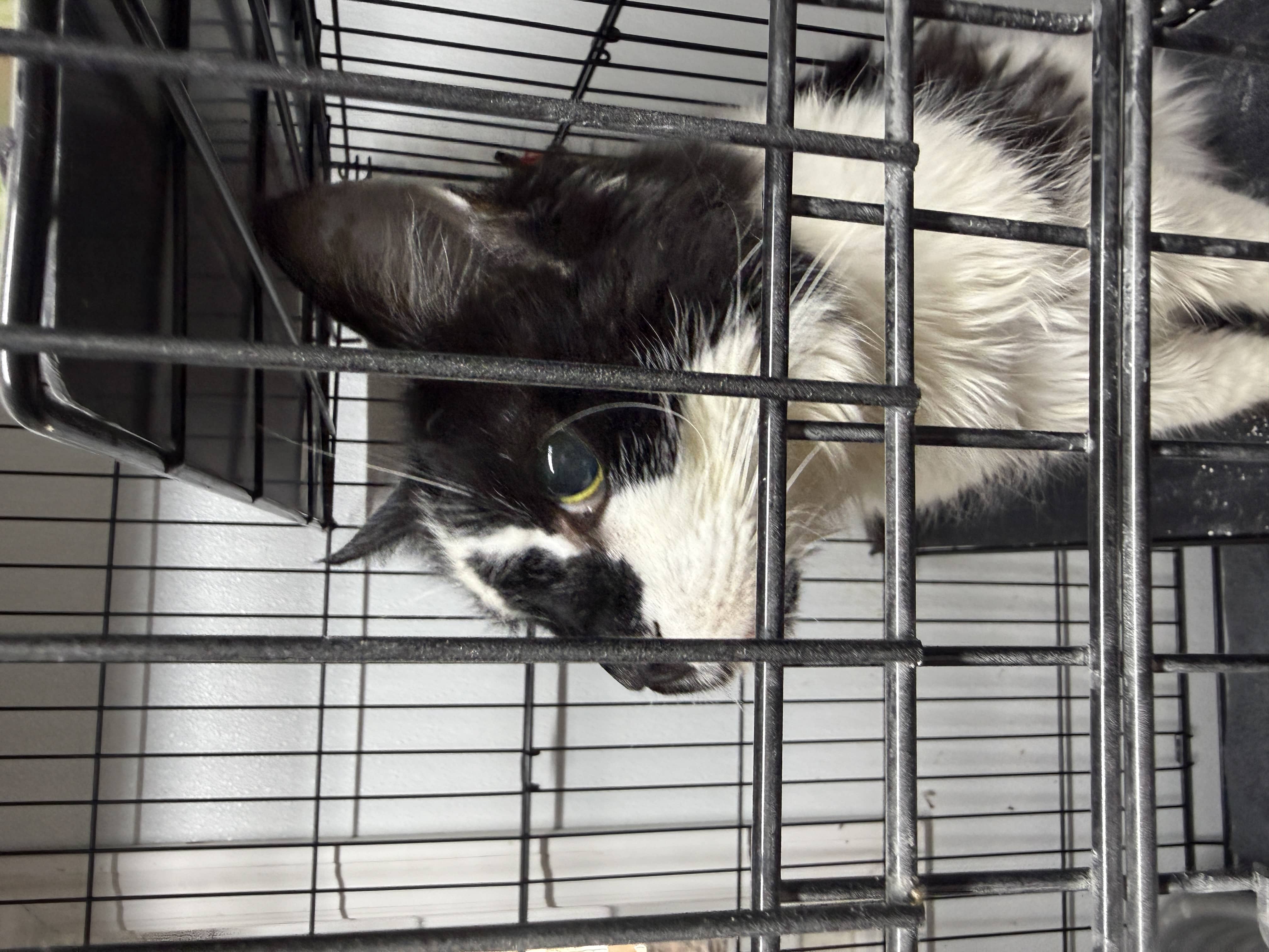 kittyyyy